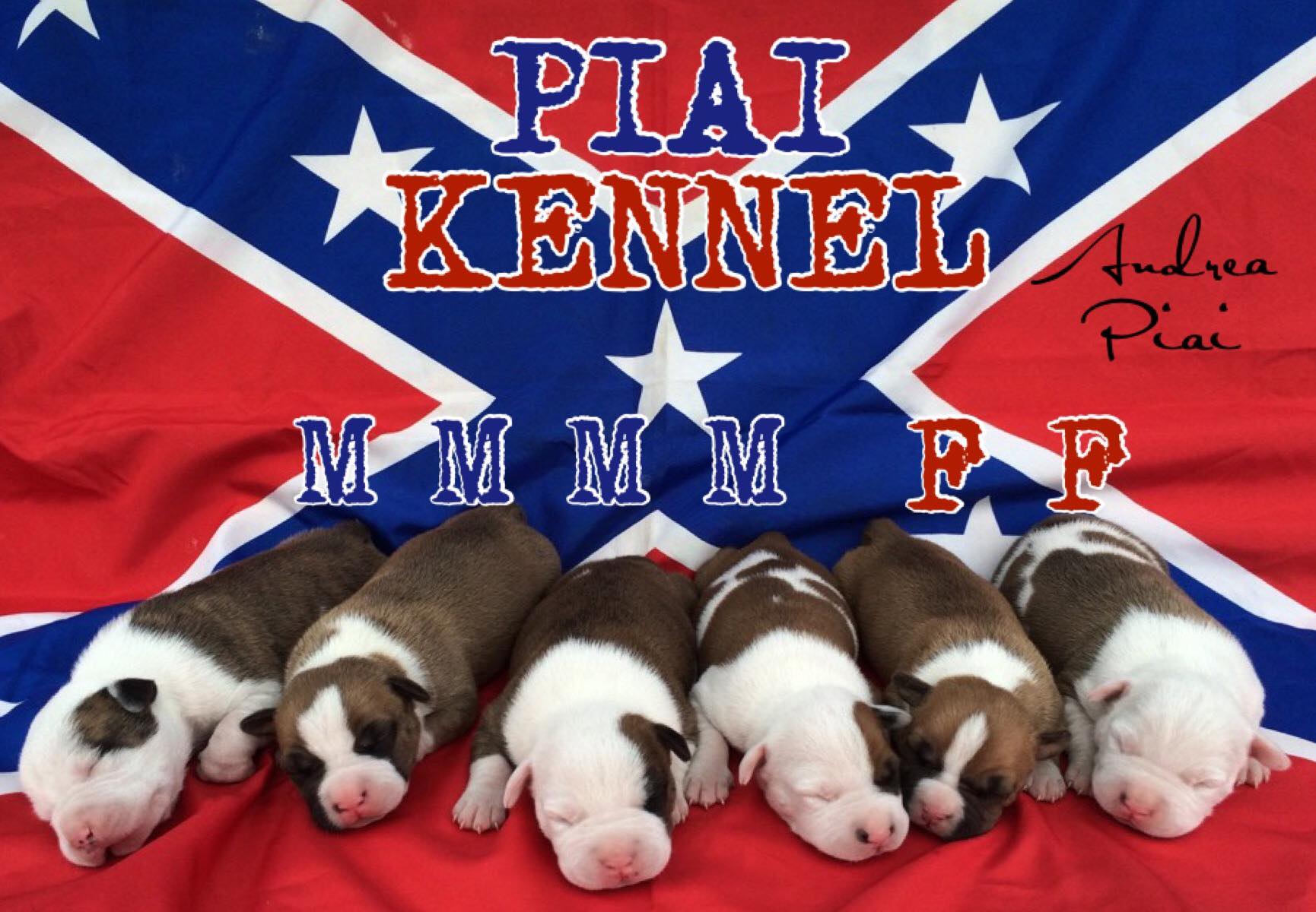 Piai