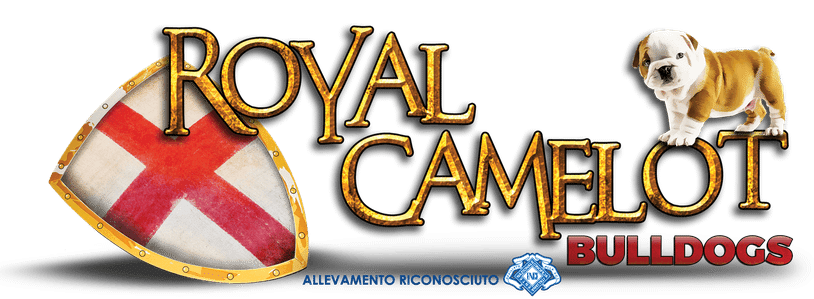 Royal camelot