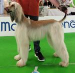 Levriero afgano Russian Spellbound Wendy Wonder Woman "Wendy"