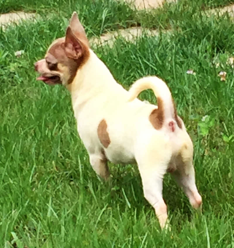 chihuahua winc dei contenero