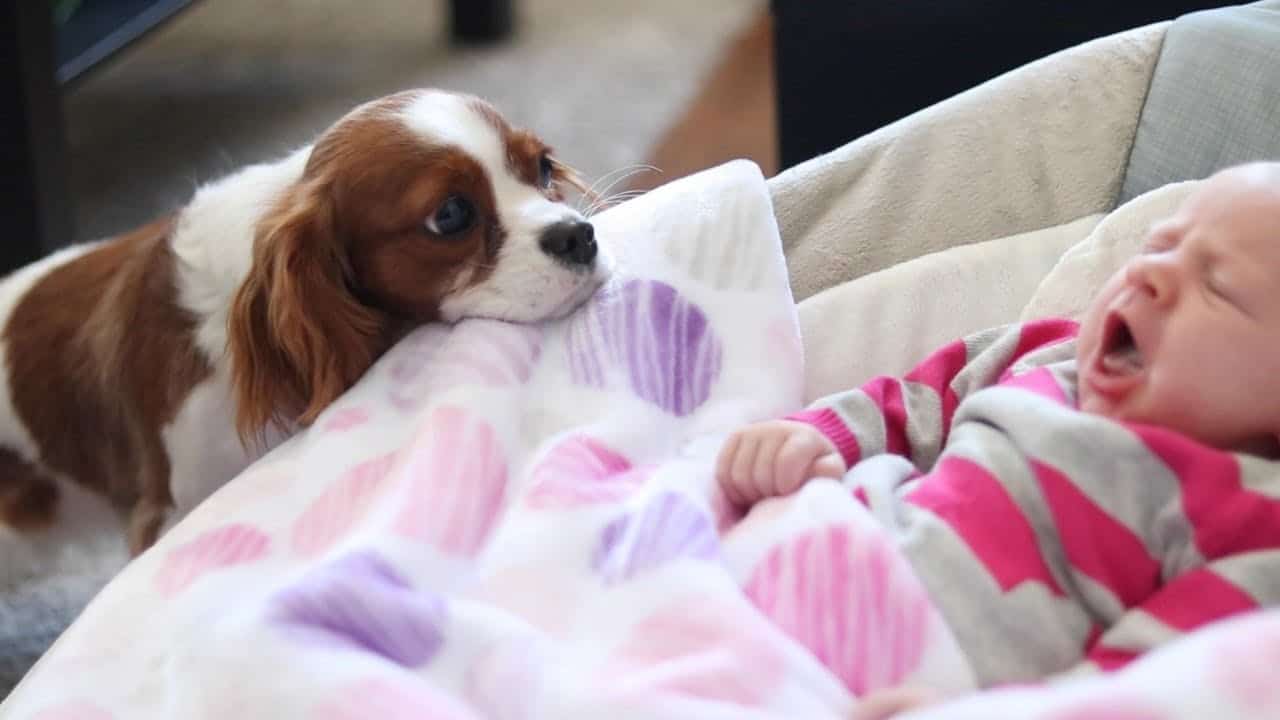 Il cane fa bene alla salute del bambino