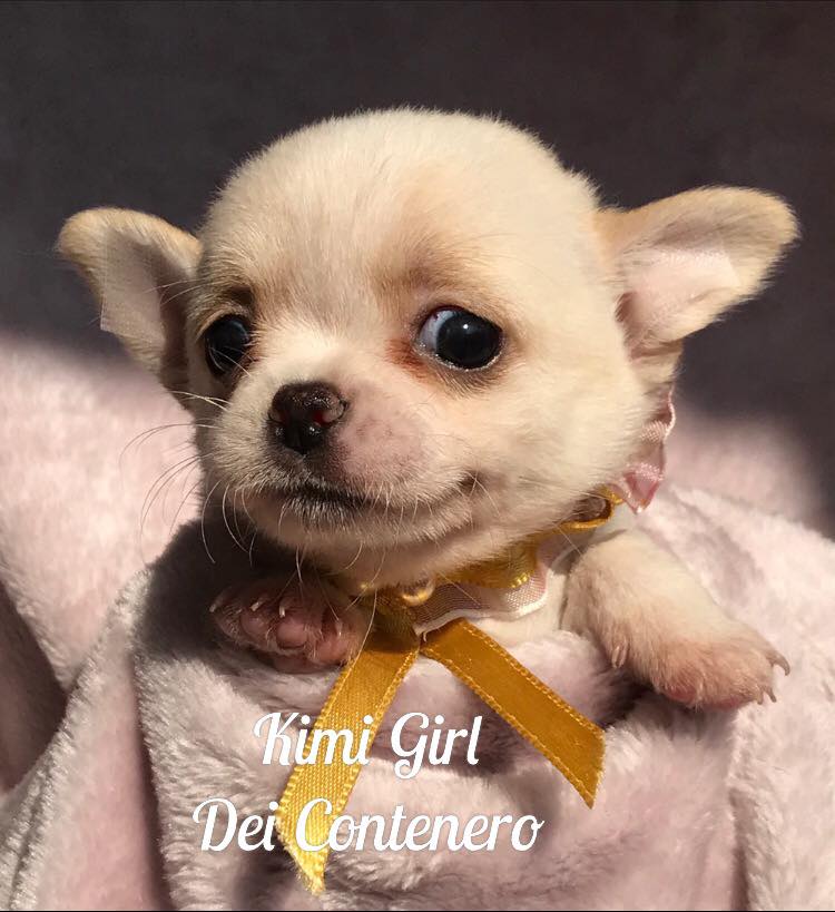 chihuahua kimi