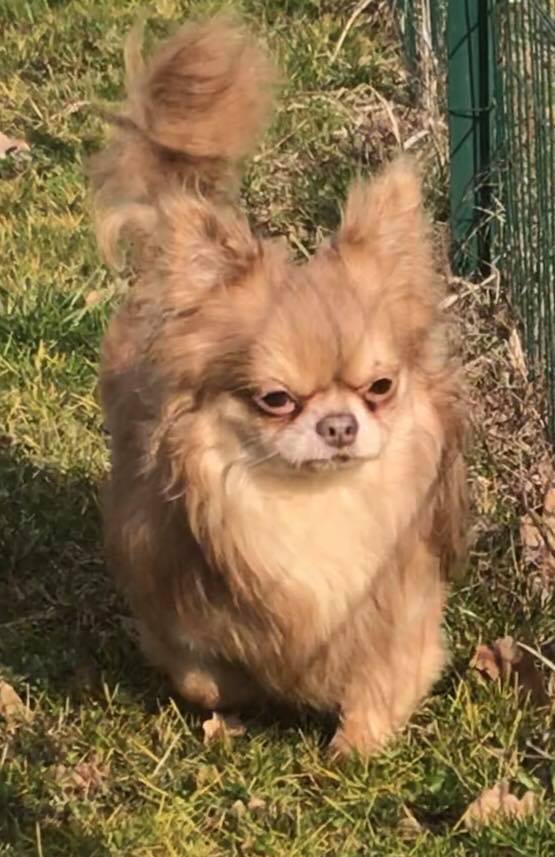 chihuahua xeros dei contenero