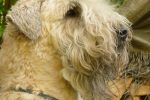 irish soft coated wheaten terrier