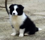 border collie