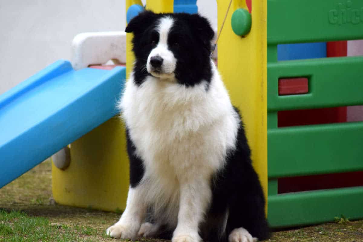 border collie