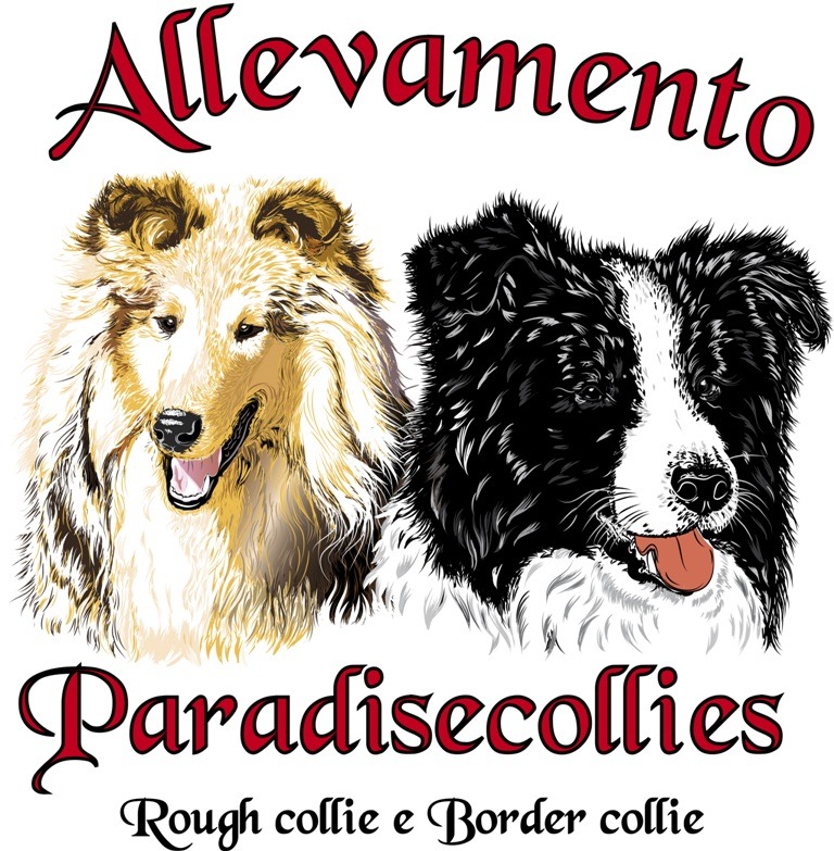 Di paradise collies