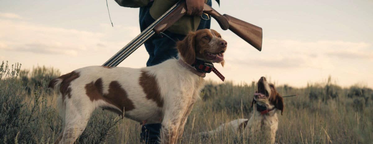 Cane da caccia per compagnia?