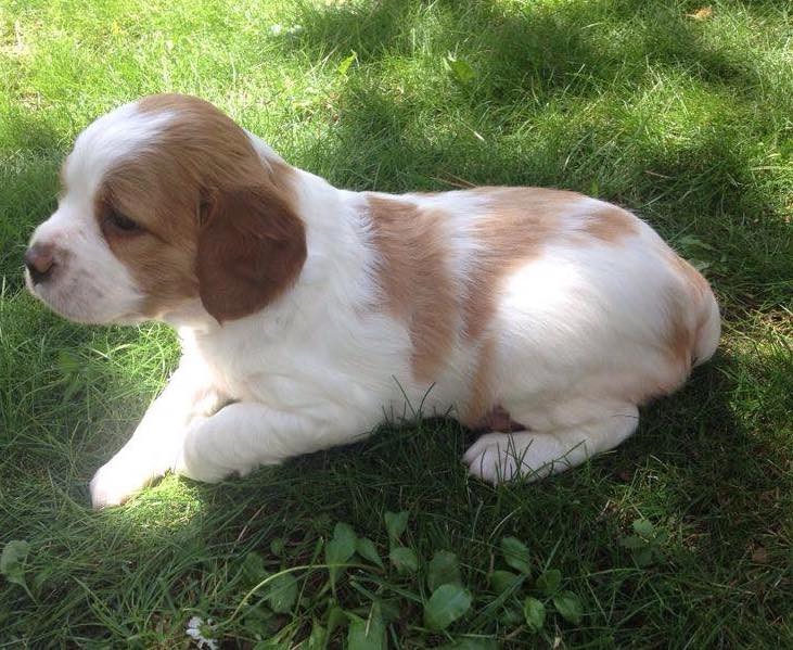 epagneul delle vallate