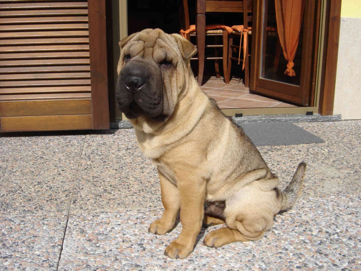 shar pei