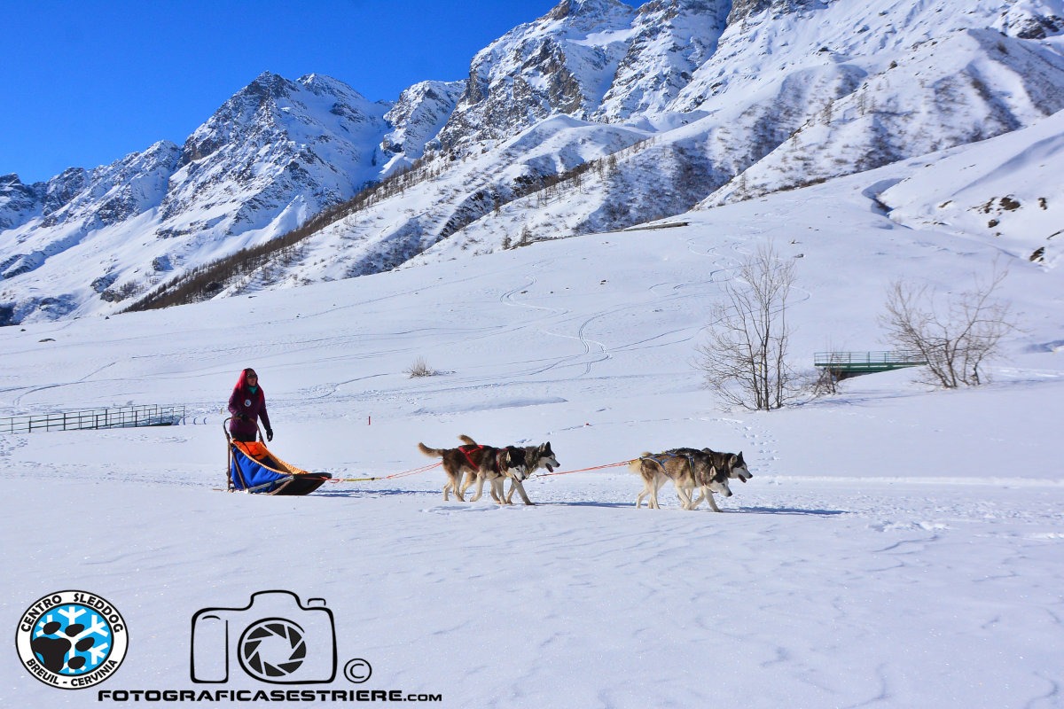 Vuoi guidare una slitta? Qui puoi!