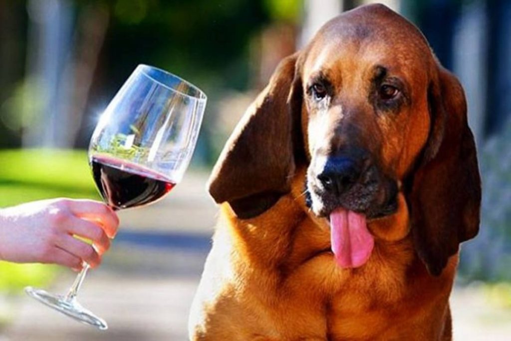 cane e vino