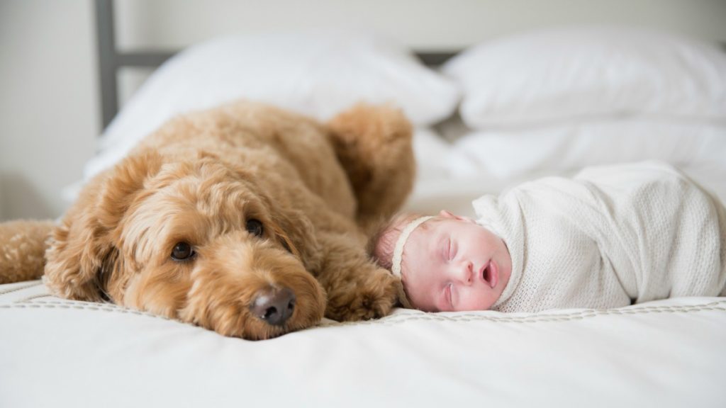 cane a letto con bambina