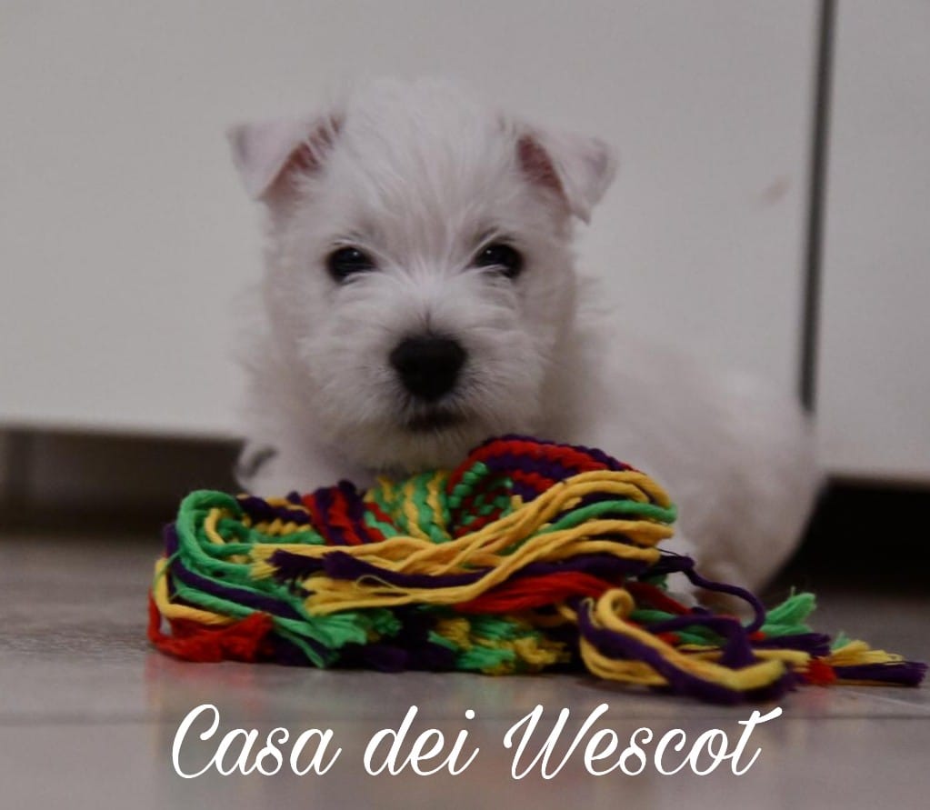 westie