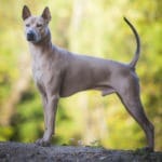 Thai Ridgeback dog