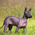 Xoloitzcuintle