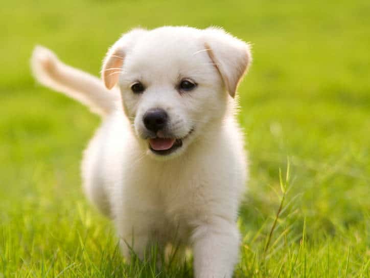 Sei un allevatore? aumenta i tuoi clienti senza costi aggiuntivi!