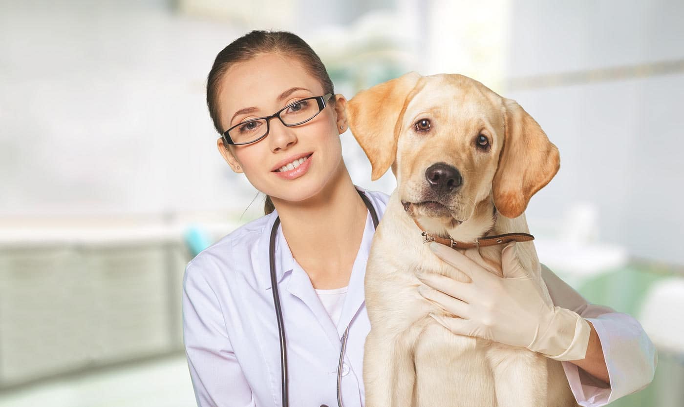 Sei un veterinario? Scopri come aumentare i tuoi clienti