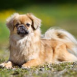 Tibetan Spaniel