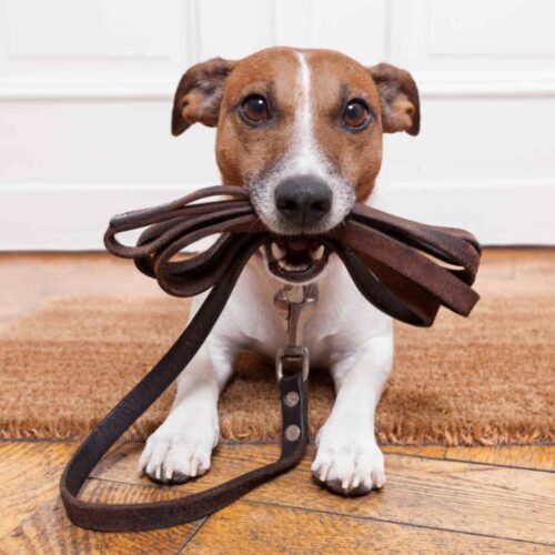 Corso per addestratori cinofili riconosciuto ENCI