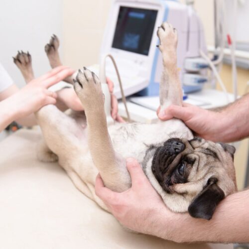 Diagnostica per immagini (Ecografia ed ecocuore)