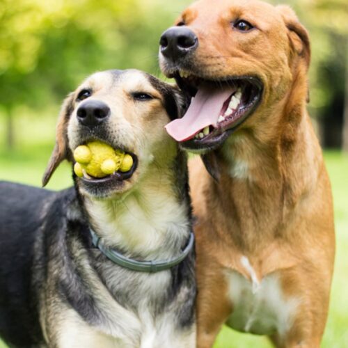 Pensione giornaliera