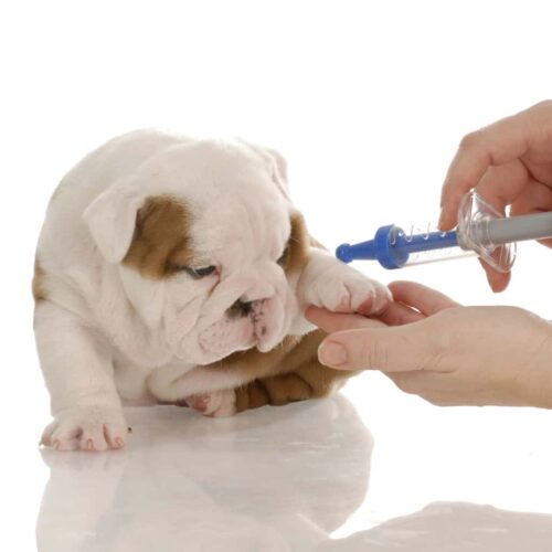 Protocollo vaccinale completo del cucciolo