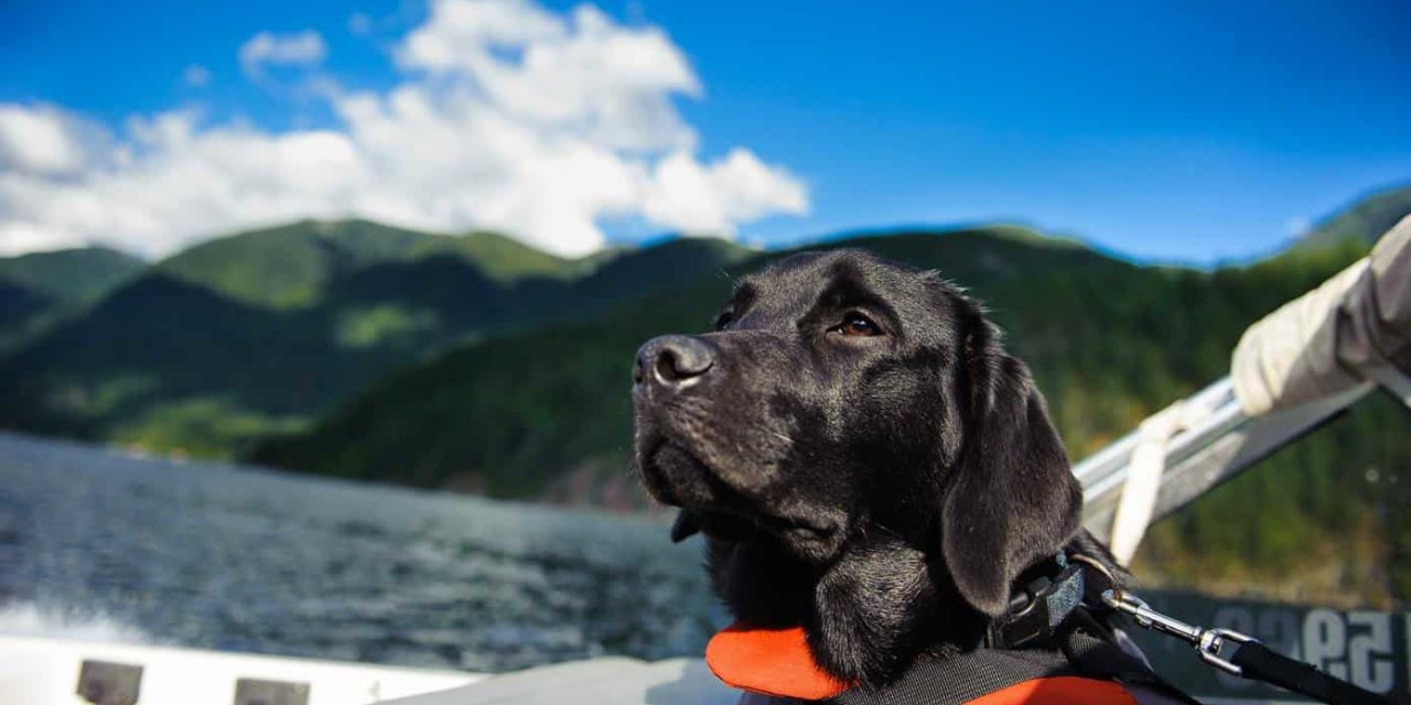 Come capire se il tuo cane soffre il mal di mare?