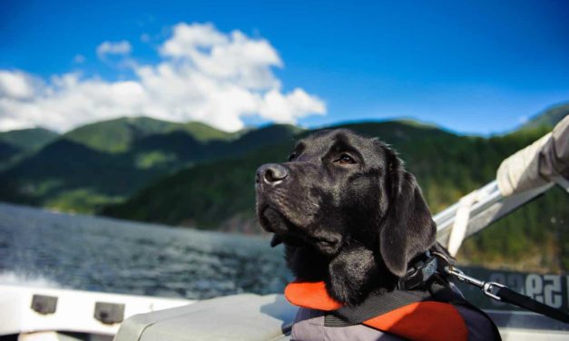 Come capire se il tuo cane soffre il mal di mare?