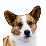 Welsh Corgi Cardigan