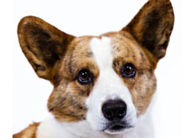 Welsh Corgi Cardigan