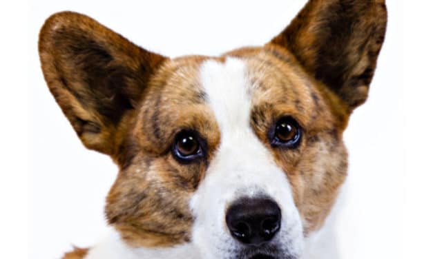 Welsh Corgi Cardigan