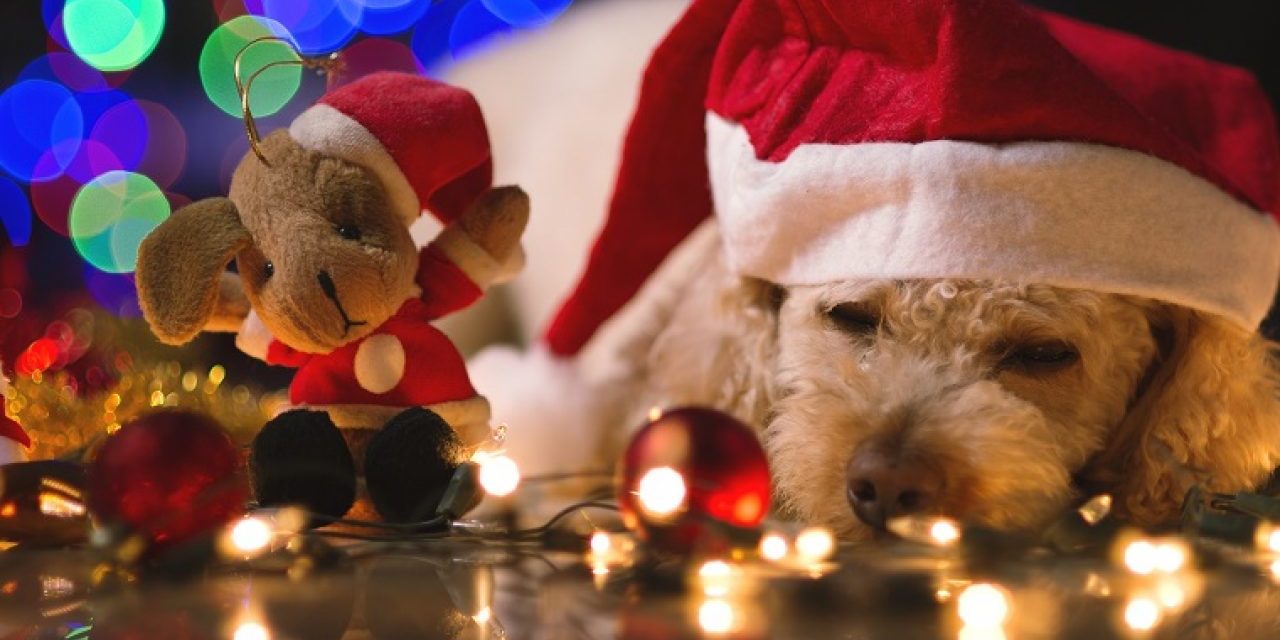 Regali di Natale per cani: cosa scegliere?