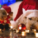 Regali di Natale per cani: cosa scegliere?