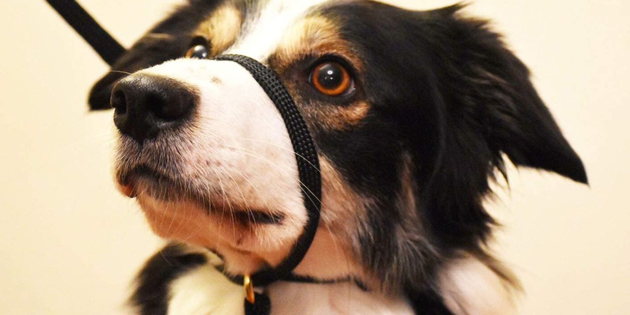 I collari alternativi