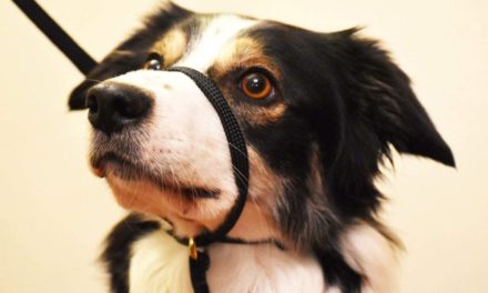 I collari alternativi