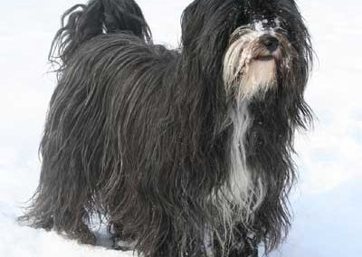 Tibetan Terrier