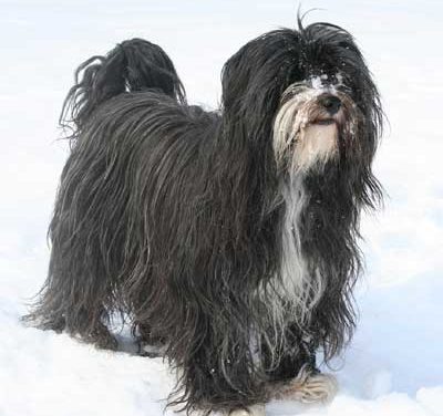 Tibetan Terrier