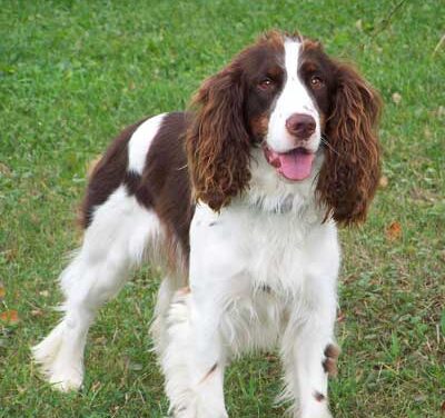English Springer Spaniel